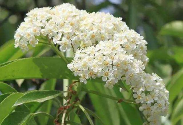 石楠花為什么叫最污花