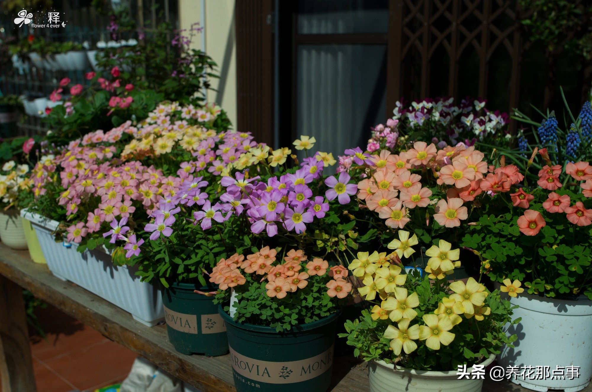 月拋是什么意思
