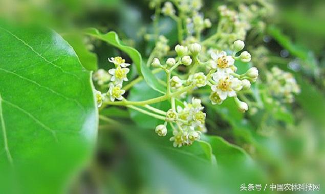 香樟木的功效與作用