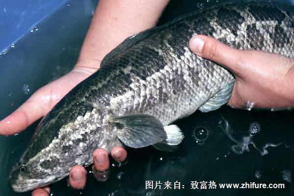 2019養(yǎng)黑魚(yú)賺錢(qián)嗎