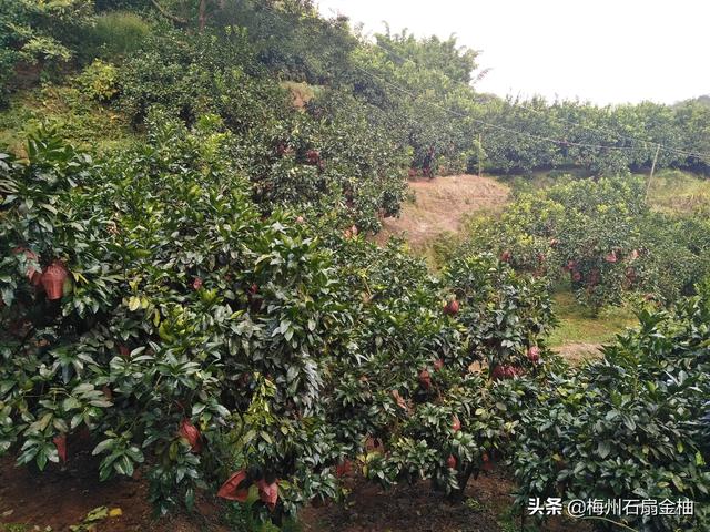 沙田柚種植技術(shù)和管理