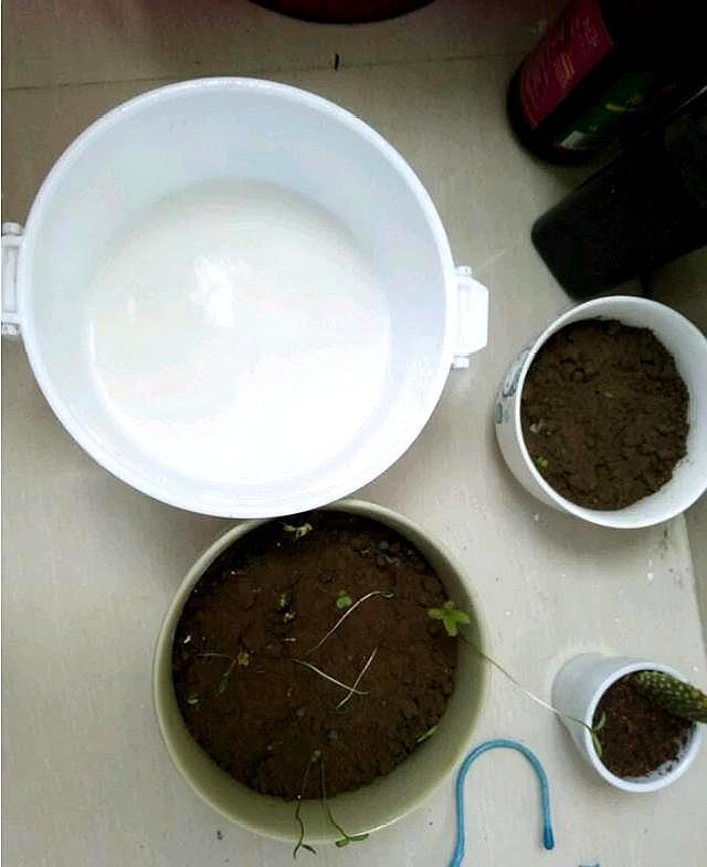 酸奶澆花的正確方法