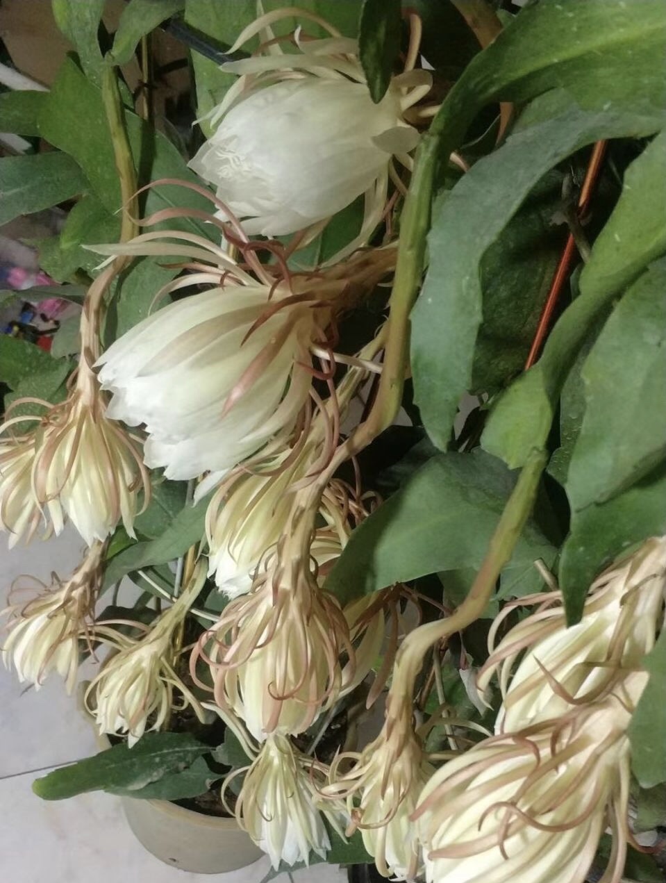 家里養曇花吉利嗎