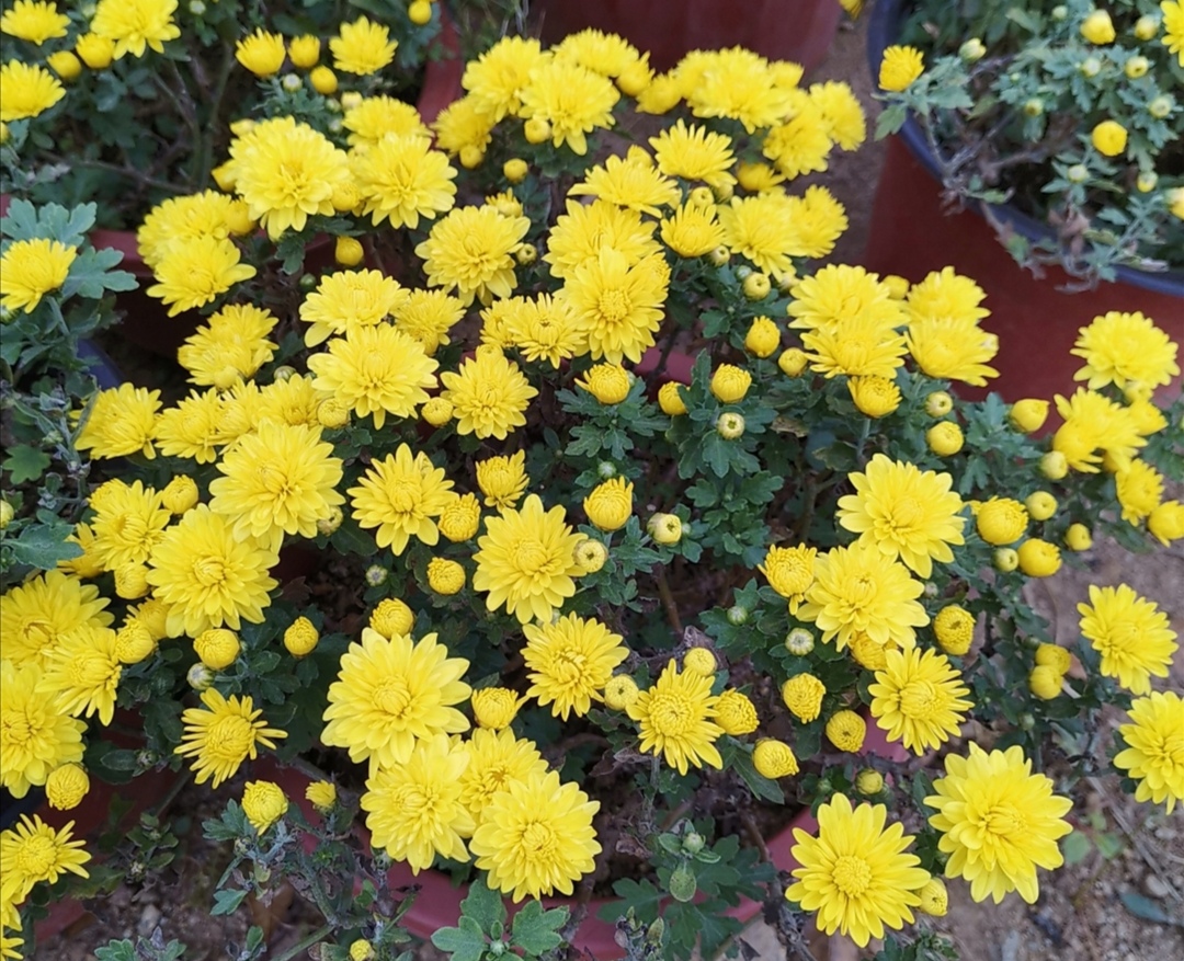家里千萬不能養的6種花
