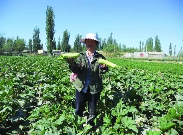 2019現(xiàn)在種什么最賺錢