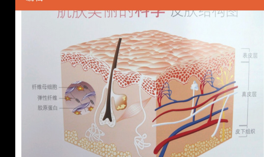 皮膚三大層五小層分解