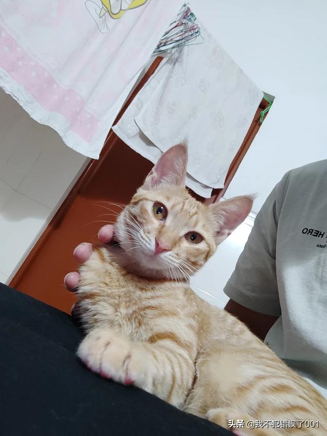 進口貓糧排行榜