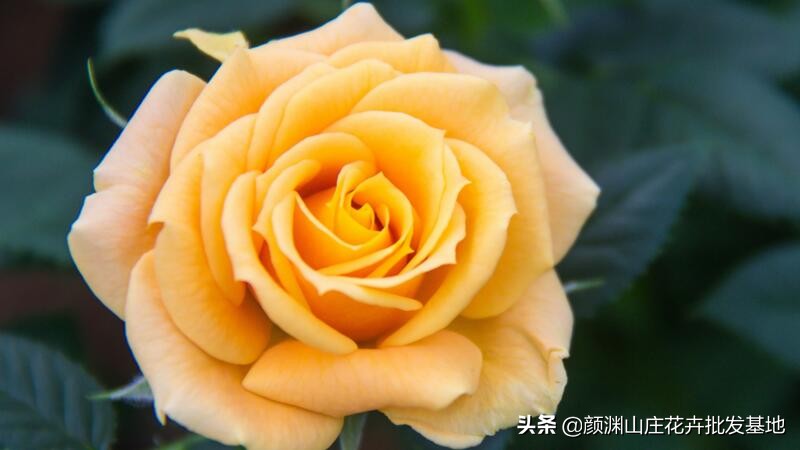 黃玫瑰代表什么意思