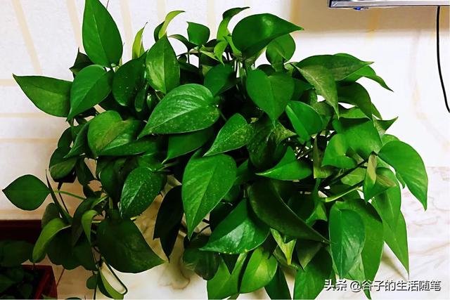 綠蘿幾天澆一次水合適