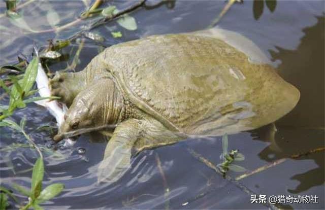 野生甲魚冬天藏在哪里