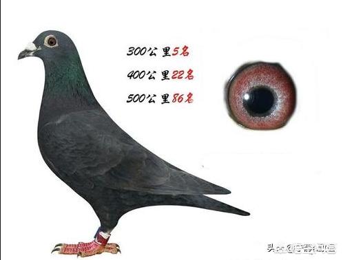 工薪鴿友該怎么選用天落鳥？