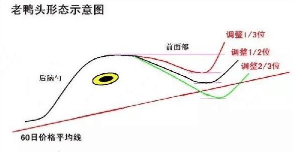 老鴨頭形態圖解
