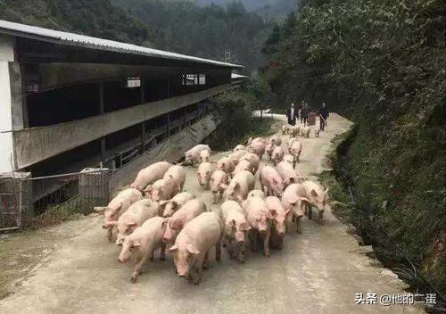農村養殖什么好養又好賣?