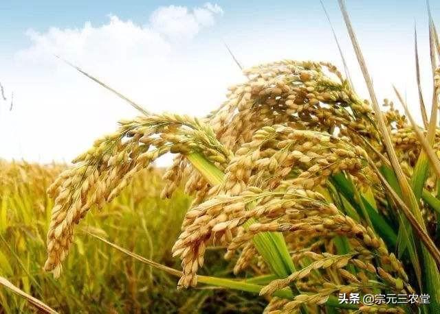 稻谷漲價了嗎？