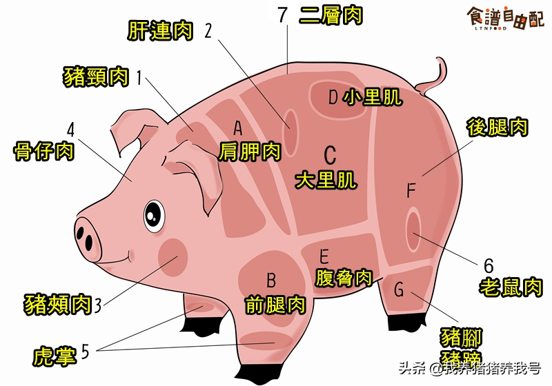 豬龍骨是哪個部位