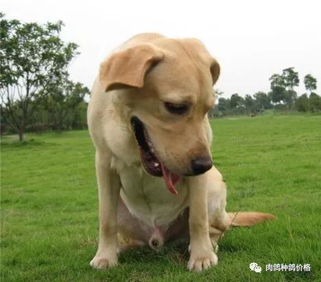 黑狼犬的優點和缺點