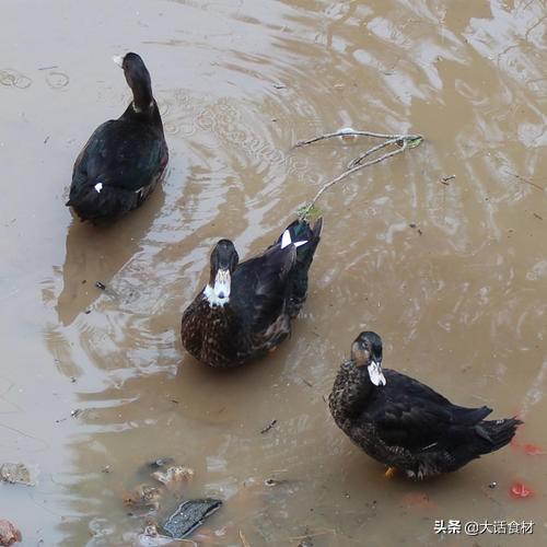熏鴨的做法婁國民熟食