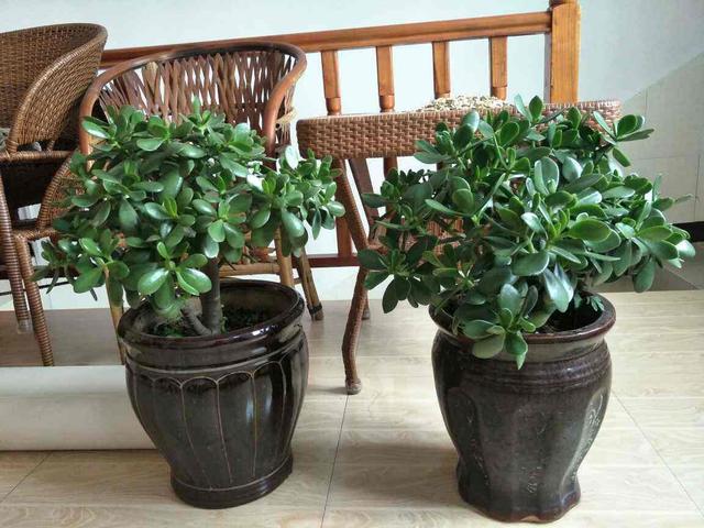 厚臉皮植物可以養(yǎng)在室內(nèi)嗎？