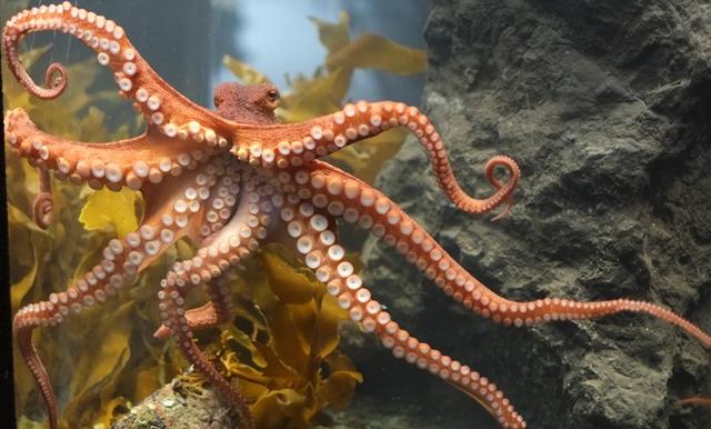 章魚有幾個(gè)心臟？