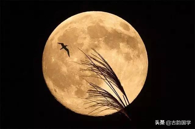 露從今夜白月是故鄉明