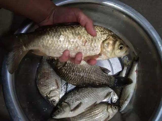 釣竿什么牌子好