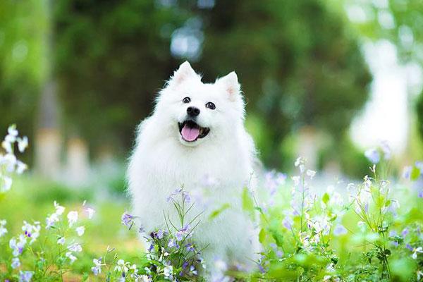 狐貍狗是什么品種