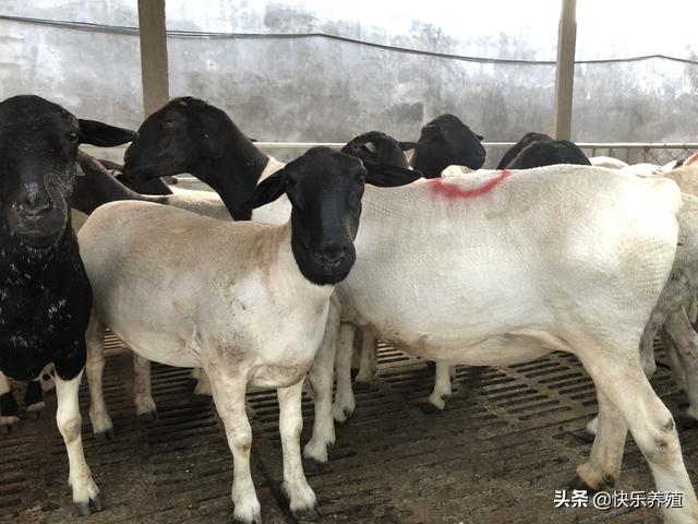 農村養羊賺錢嗎