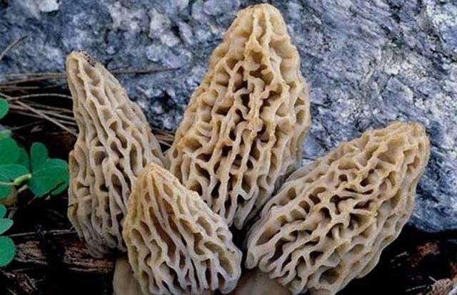 羊肚菌多少錢一斤