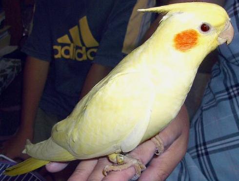 玄鳳鸚鵡多少錢