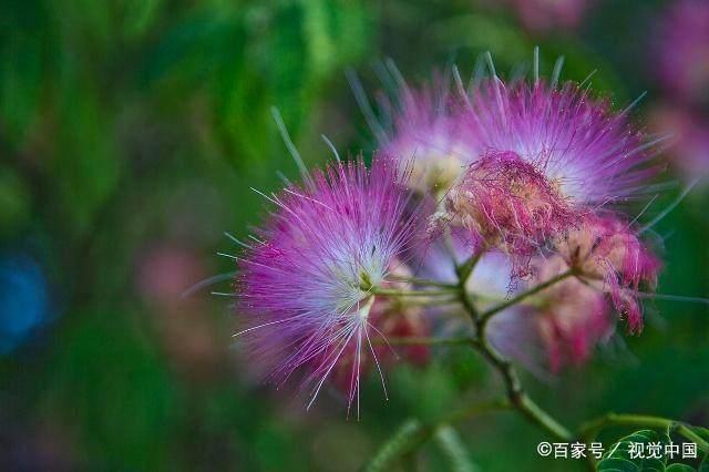 合歡花有什么功效