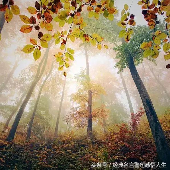 事與愿違什么意思