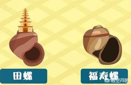 田螺和福壽螺的區(qū)別