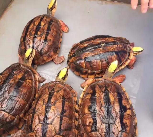 養殖烏龜賺錢嗎