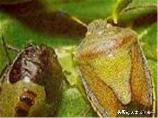 被臭蟲咬了怎么辦