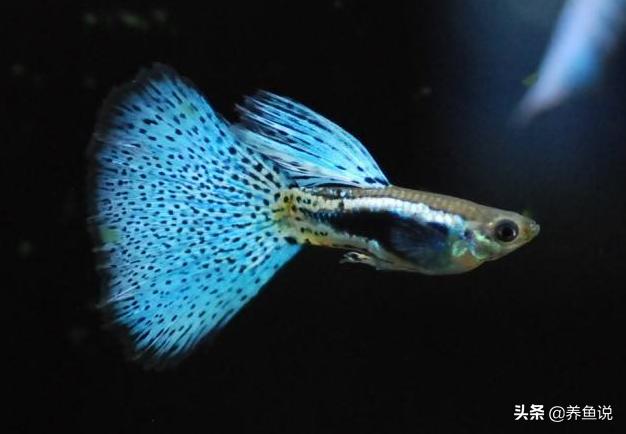 孔雀魚怎么養不容易死