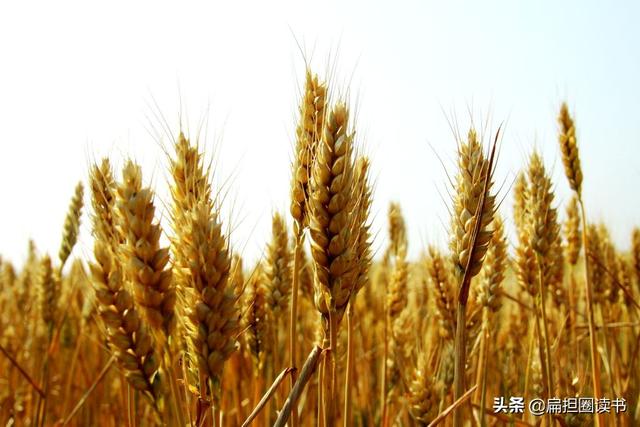 童稚攜壺漿的前一句