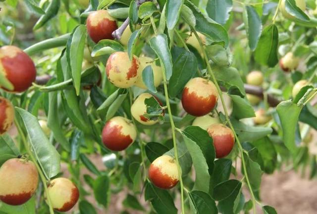 大荔冬棗簡(jiǎn)介