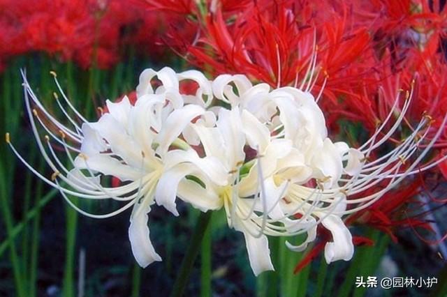 天花亂墜是什么意思
