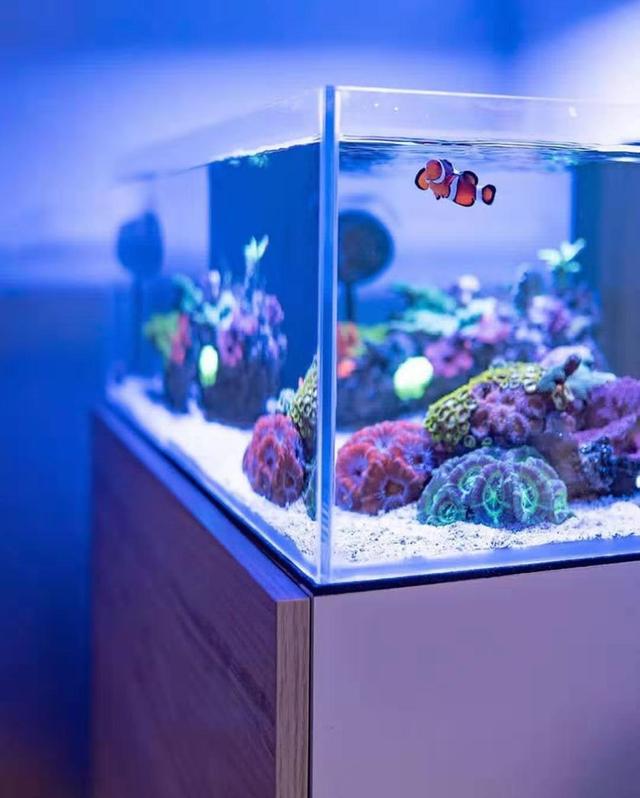小丑魚怎么養
