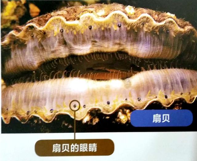 扇貝的眼睛能吃嗎？