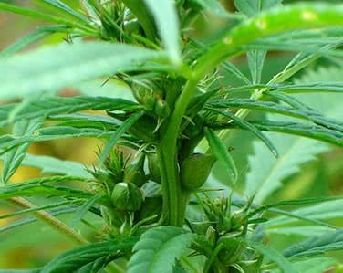 巴馬湯官網