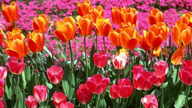 紫色郁金香花語和寓意