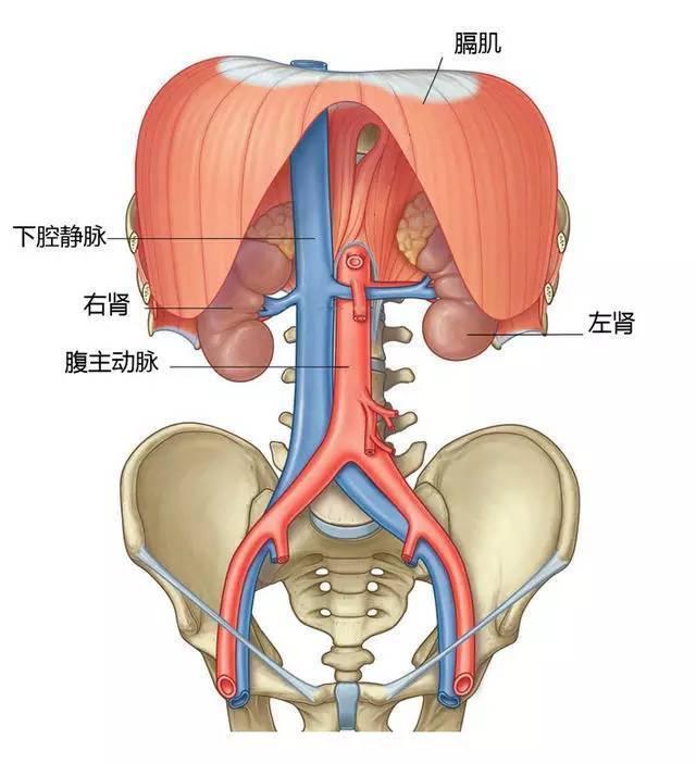 誰偷走了我的腎完整版