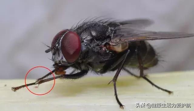 蒼蠅為什么總搓手