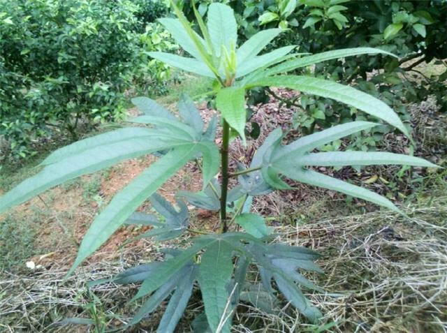 毛桃根多少錢一斤