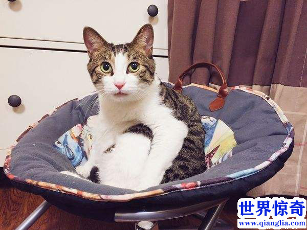 中華田園貓多少錢一只