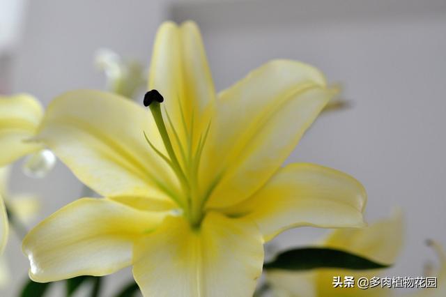 香水百合怎么養(yǎng)