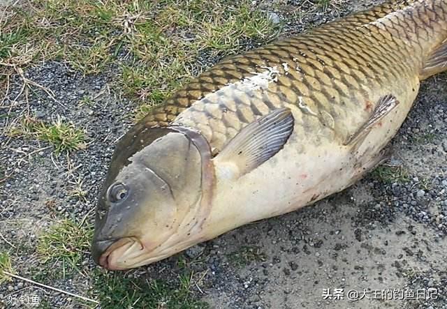 釣魚鯉魚用什么魚餌好