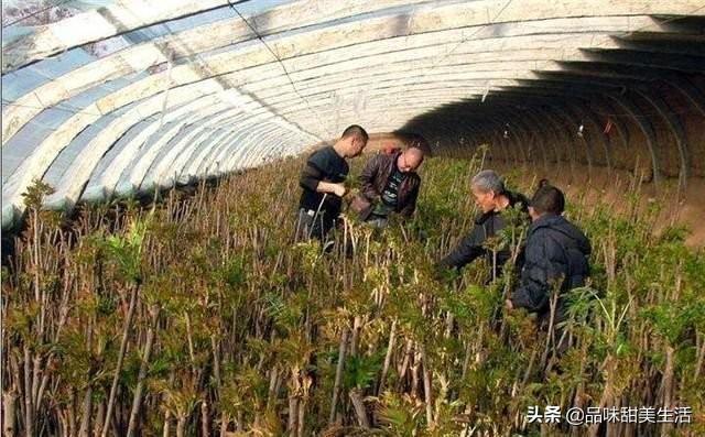 現(xiàn)在種植什么最賺錢