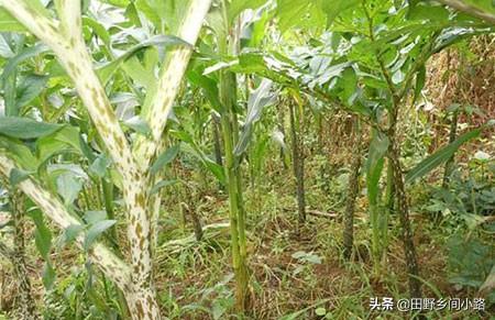 魔芋種植技術及畝產量